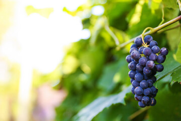 a bunch of grapes on the background of a vine with sun glare