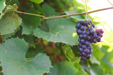 a bunch of grapes on the background of a vine with sun glare