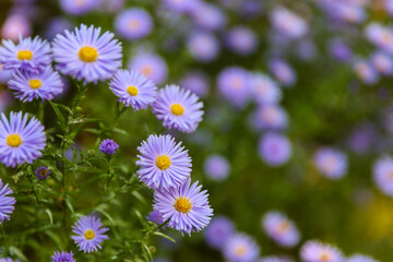 blue asters are on green nature background close up with soft focus