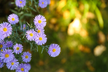 blue asters are on green nature background close up with soft focus