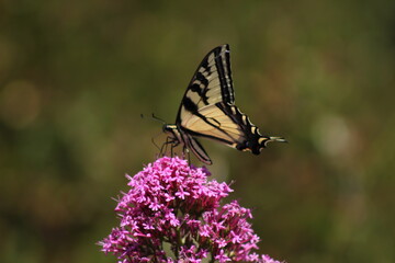 Closeup of Butterfly Resting on Pink Flower