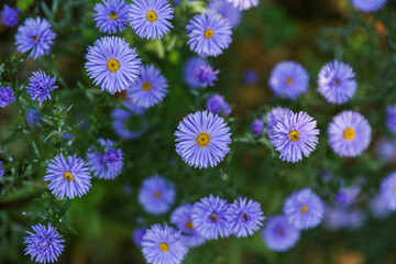 blue asters are on green nature background close up with soft focus