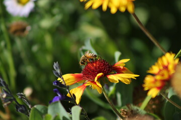 Bee on Pretty Yellow and Red Flower