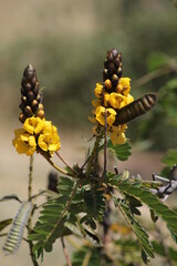 Closeup of Yellow and Brown Flower