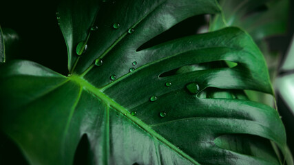 close up of a leaf