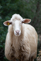 Artistic head shot portrait of a curious, friendly sheep in Sardinia, Italy. Curly white hair, sheepish, perplexed look, tame attitude. Green blurred background. Animal posing for camera.