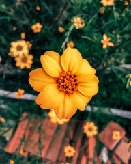 Flores de las mallas