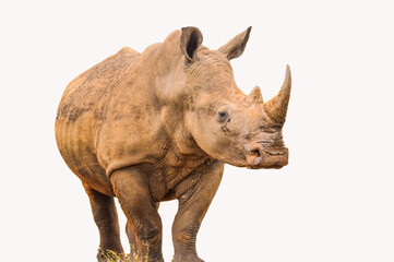 Portrait of a large white Rhinoceros or Rhino isolated on white taken in Kruger park during safari