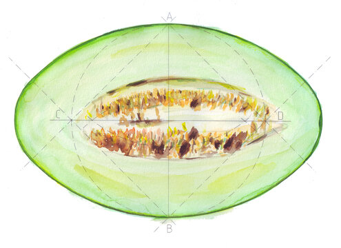 &Oacute;valo 2 ejes - Mel&oacute;n