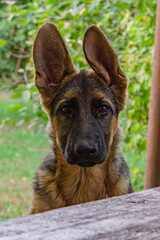 Shepherd puppy in the garden for a walk in the fall, afternoon.