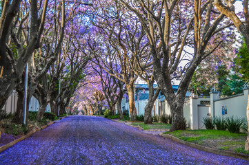 Purple blue Jacaranda mimosifolia bloom in Johannesburg streets during spring in October in South Africa