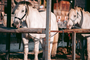 Two adult white horses stand in the paddock