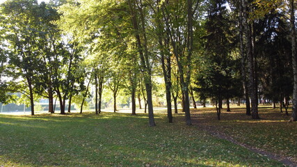 Beautiful autumn park with trees of yellow and green contrasting foliage