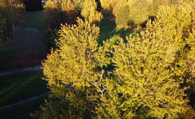Top view of a beautiful autumn park with trees of yellow and green contrasting foliage