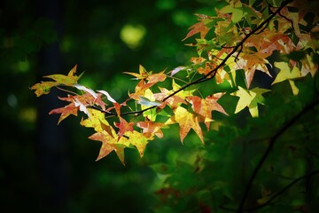 autumn leaves in the forest