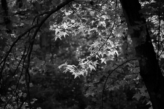 tree in the forest with sunlit leaves in black and white