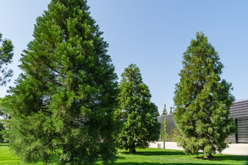 Fototapeta na wymiar Three young Sequoiadendron giganteum (Giant sequoia or giant redwood) in city Park Krasnodar. Public landscape 'Galitsky park' in sunny autumn 2020