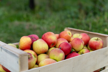 Biological apple harvest box