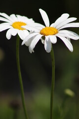 Daisy in the Grass - Flower in Garden