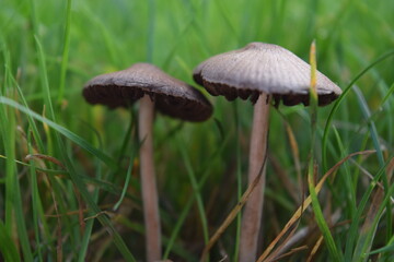 mushrooms in the grass