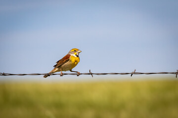 Dickcissel (Spiza americana) perched on a barbed wire fence.