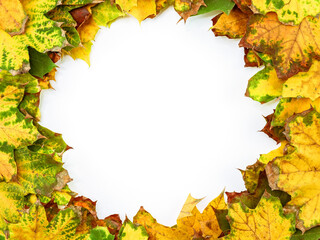 Naklejka na ściany i meble wreath of leaves on white.A wreath of maple leaves lies on a white background, close-up top view.