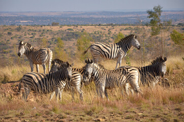 Fototapeta na wymiar Zebra grazing, South Africa, around Pretoria