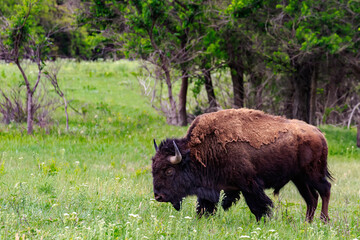 Buffalo or American bison (bison bison) in  Oklahoma's Wichita Mountains © Richard