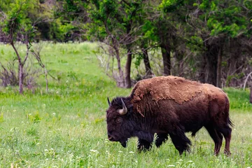 Zelfklevend Fotobehang Buffalo or American bison (bison bison) in  Oklahoma's Wichita Mountains © Richard