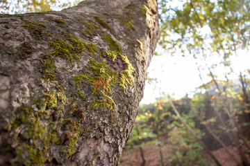 yellow leaves that dry in the autumn season