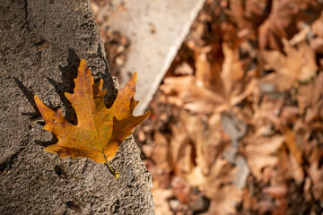 yellow leaves that dry in the autumn season