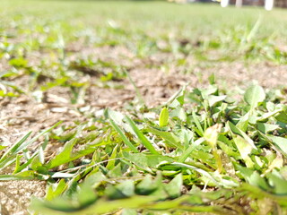 close up of grass