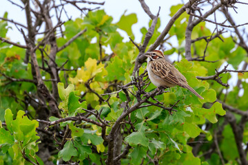 Lark sparrow (Chondestes grammacus) in the Wichita Mountains of Oklahoma