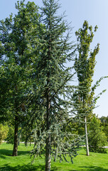 Beautiful young Blue Atlas Cedar (Cedrus Atlantica Glauca tree) with blue needles in public landscape city Park Krasnodar or Galitsky Park in sunny autumn September 2020