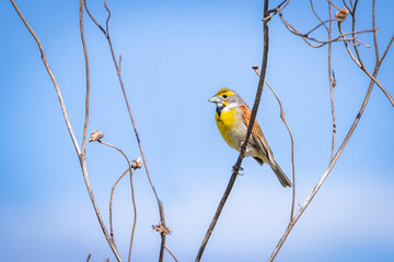 Dickcissel (Spiza americana) perched on a branch