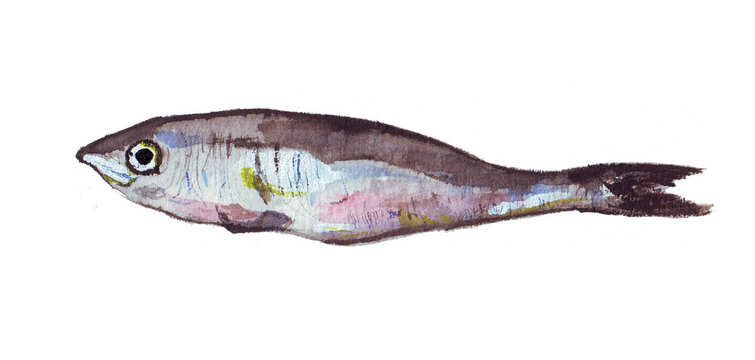 L'Almard&agrave; - El aperitivo - Acuarela