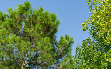Beautiful green needles of Italian stone pine tree (Pinus pinea) with bright green leaves of Tulip tree (Liriodendron tulipifera) in city park Krasnodar. Public landscape 'Galitsky park'