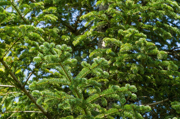 Close-up of beautiful green branches of young fir (abies) in city park 'Krasnodar' or 'Galitsky park'. Nature concept for design.