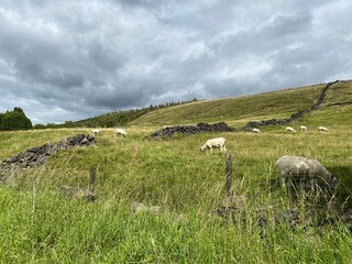 Sheep, grazing on hilly terrain, with heavy rain clouds looming above near, Diggle, Oldham, UK