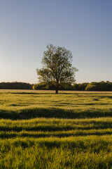 A lone tree in a field. Minimalistic landscape. A lonely tree at sunset. Beautiful picture for a poster. Tree at sunset. Landscape at sunset. A lone tree in the setting sun.