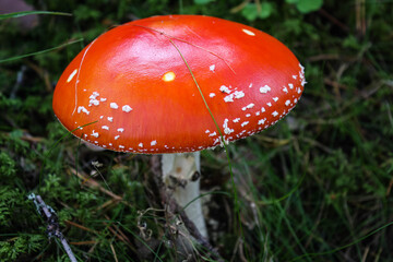 Fly agaric or fly Amanita mushroom, Amanita muscaria