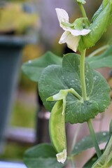 Green peas pod against a white background