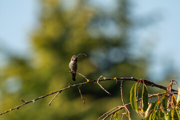 one tiny hummingbird resting on the thin branch on the treetop on a sunny day with a thin piece of leaf stick on its beak