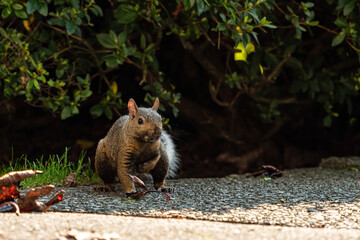 one cute grey squirrel standing in front of dense bushes in the park on a sunny day