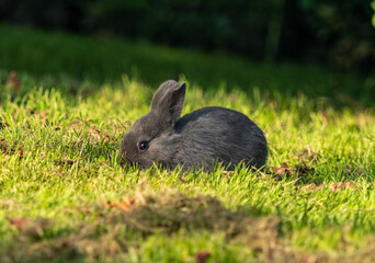 one cute grey bunny eating on the green grass field on a sunny day 