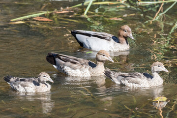 Australian Wood Duck with ducklings