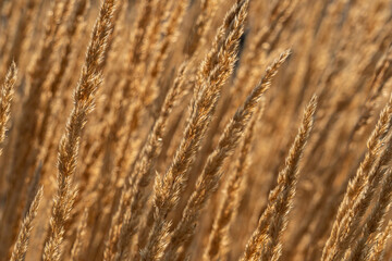 Obraz premium background texture of brown reedgrasses waving under the wind near sunset with beautiful glow
