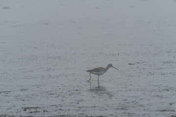one small sandpiper searching for food on sandy beach by the coast on a very foggy day