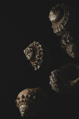 snail sea shell macro close up