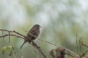 one brown sparrow singing on a foggy morning on spiky branches